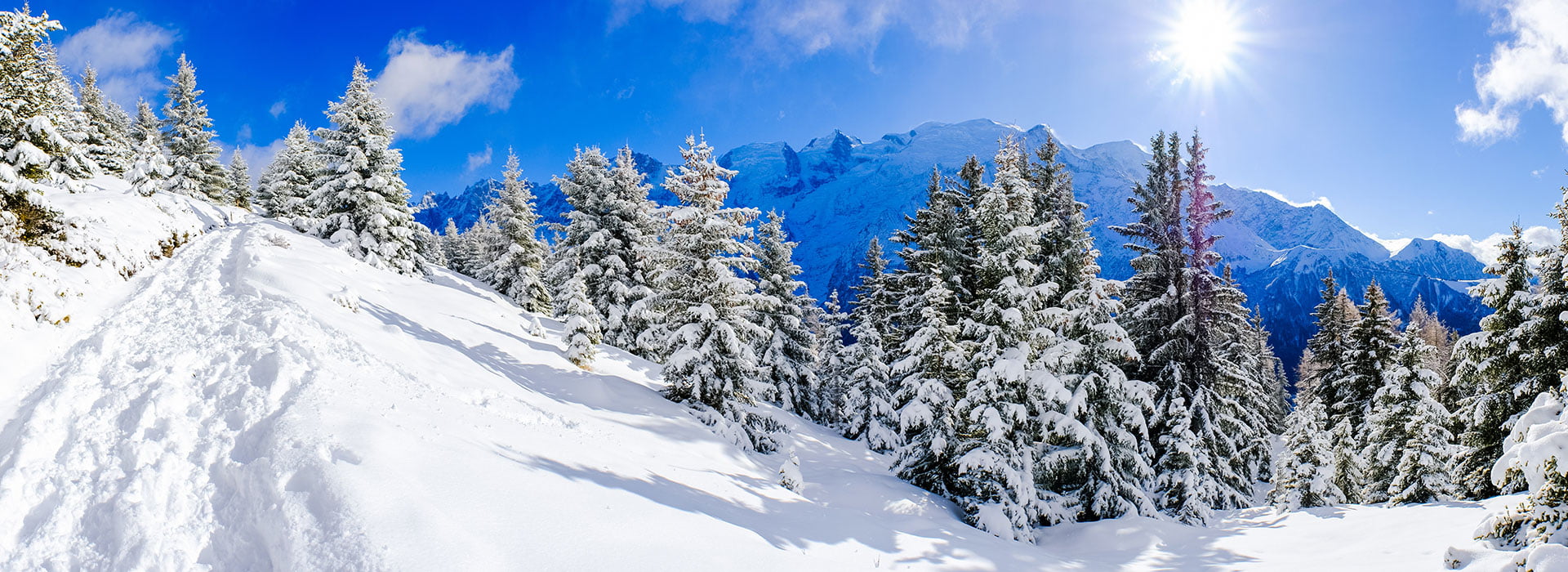 La forêt du domaine skiable des deux Alpes au coeur du massif des Ecrins